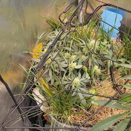 Gorilla Z auto Fast Buds Freebie