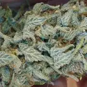 Living Soil rocks!🤘🏼