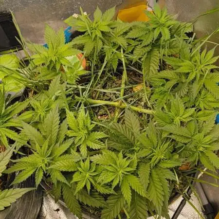 Living Soil rocks!🤘🏼