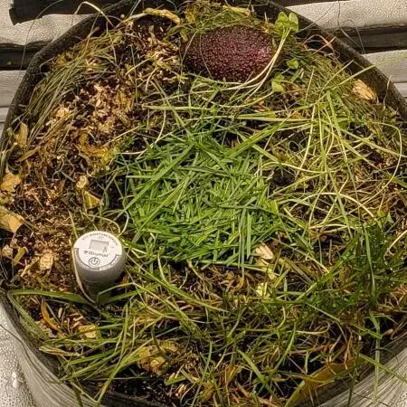 ¡Sensi's Seed Drop 2026!