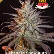 NEW SEED DROP 2026!Libanese Snow Auto