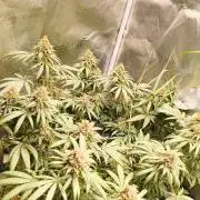 Sensi's Seed Drop 2026!