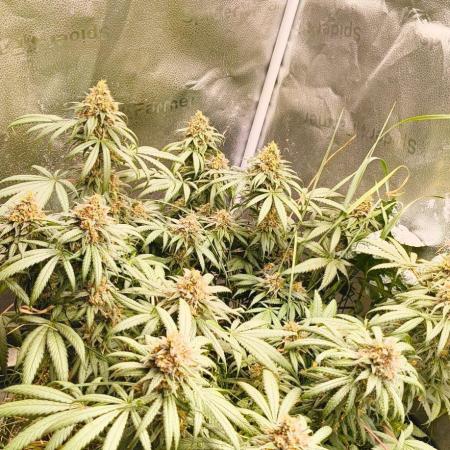 Sensi's Seed Drop 2026!