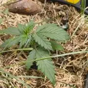 Gorilla Z auto Fast Buds Freebie