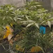 Red Velvet auto.Freebie Friday