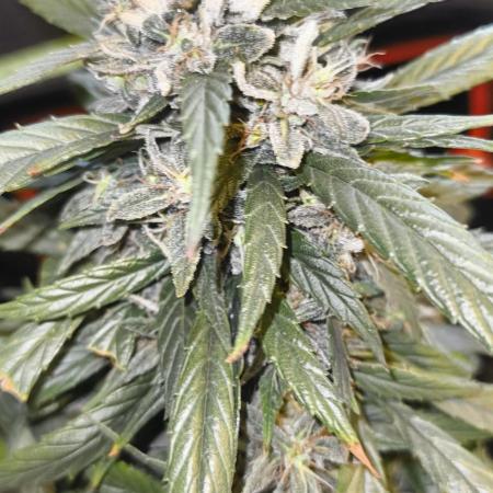 NEW SEED DROP 2026!Libanese Snow Auto
