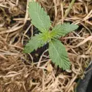 Gorilla Z auto Fast Buds Freebie