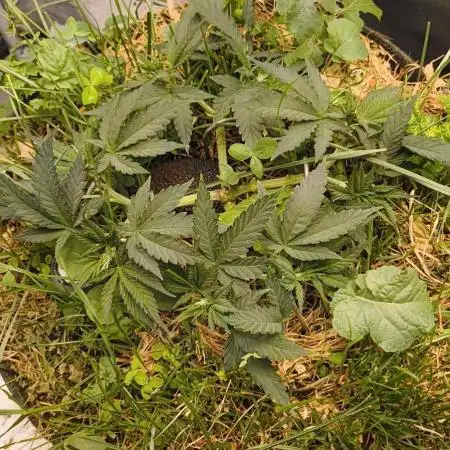 Sensi's Seed Drop 2026!