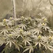 Sensi's Seed Drop 2026!
