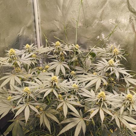Sensi's Seed Drop 2026!