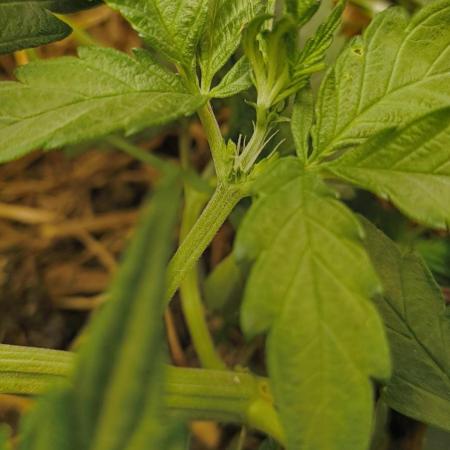 NEW SEED DROP 2026!Libanese Snow Auto