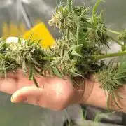Sensi's Seed Drop 2026!