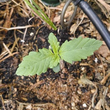 NEW SEED DROP 2026!Libanese Snow Auto