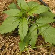 NEW SEED DROP 2026!Libanese Snow Auto