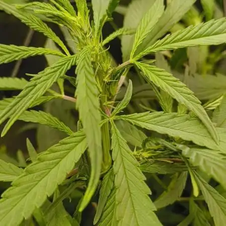 NEW SEED DROP 2026!Libanese Snow Auto
