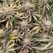 Living Soil rocks!🤘🏼