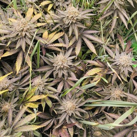 Living Soil rocks!🤘🏼