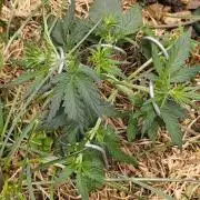 Gorilla Z auto Fast Buds Freebie