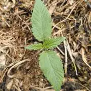 Red Velvet auto.Freebie Friday