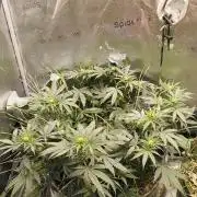 Sensi's Seed Drop 2026!