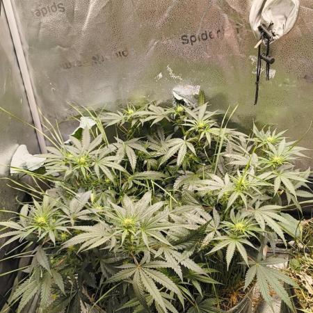 Sensi's Seed Drop 2026!