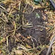 NEW SEED DROP 2026!Libanese Snow Auto