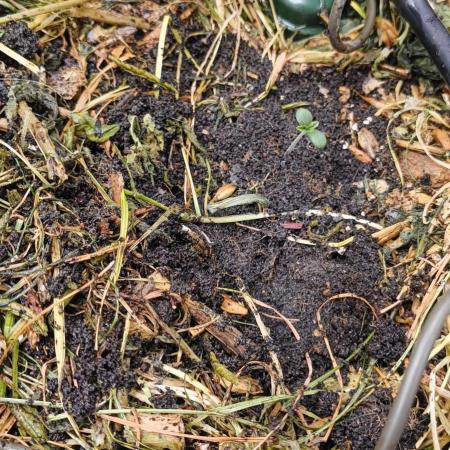 NEW SEED DROP 2026!Libanese Snow Auto