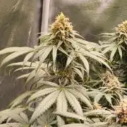 Sensi's Seed Drop 2026!