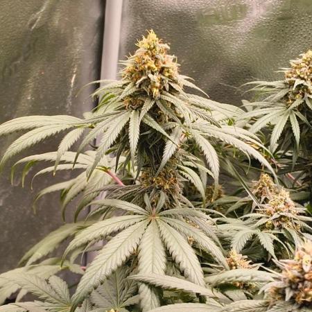 Sensi's Seed Drop 2026!