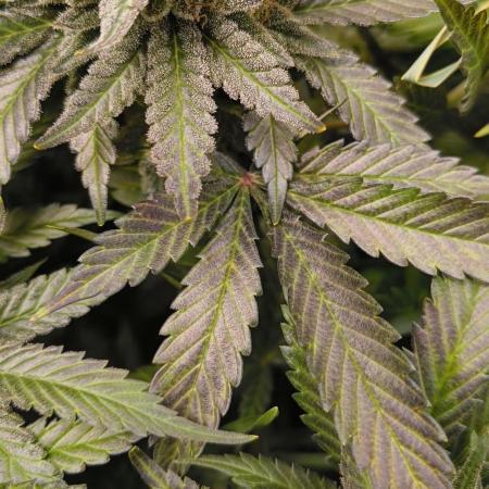 Living Soil rocks!🤘🏼