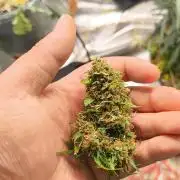 Gorilla Z auto Fast Buds Freebie