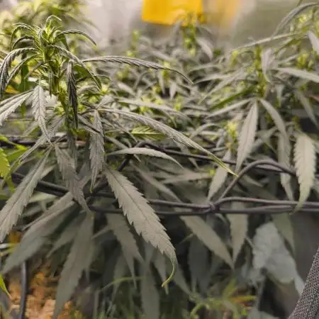 NEW SEED DROP 2026!Libanese Snow Auto