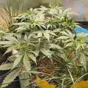 Red Velvet auto.Freebie Friday