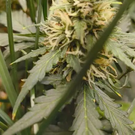 Gorilla Z auto Fast Buds Freebie