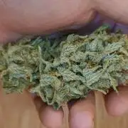 Living Soil rocks!🤘🏼