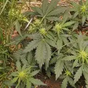 Gorilla Z auto Fast Buds Freebie