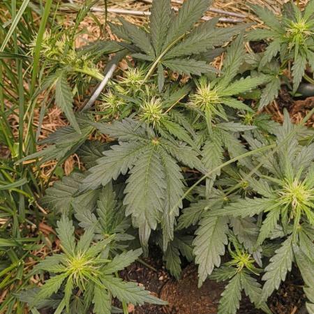 Gorilla Z auto Fast Buds Freebie