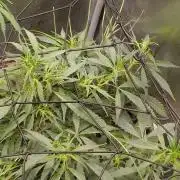 NEW SEED DROP 2026!Libanese Snow Auto