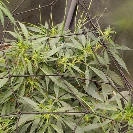 NEW SEED DROP 2026!Libanese Snow Auto