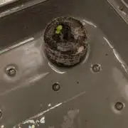 Red Velvet auto.Freebie Friday