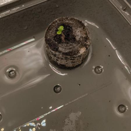 Red Velvet auto.Freebie Friday