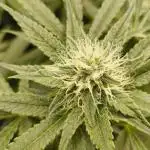 Living Soil rocks!🤘🏼