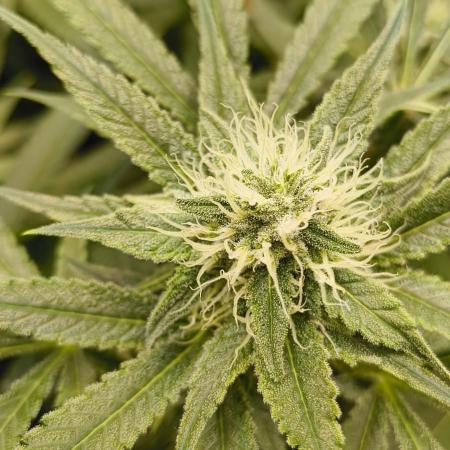 Living Soil rocks!🤘🏼