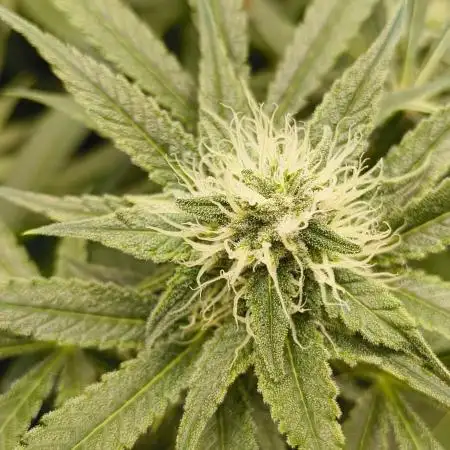 Living Soil rocks!🤘🏼