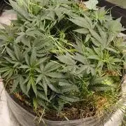 Sensi's Seed Drop 2026!
