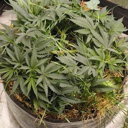 Sensi's Seed Drop 2026!