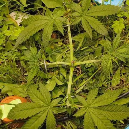Living Soil rocks!🤘🏼