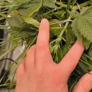 Sensi's Seed Drop 2026!
