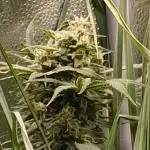 Living Soil rocks!🤘🏼