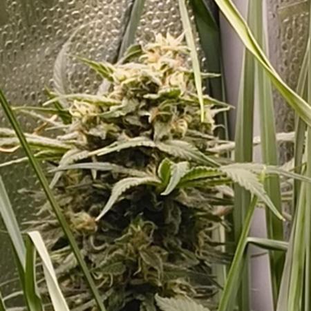 Living Soil rocks!🤘🏼